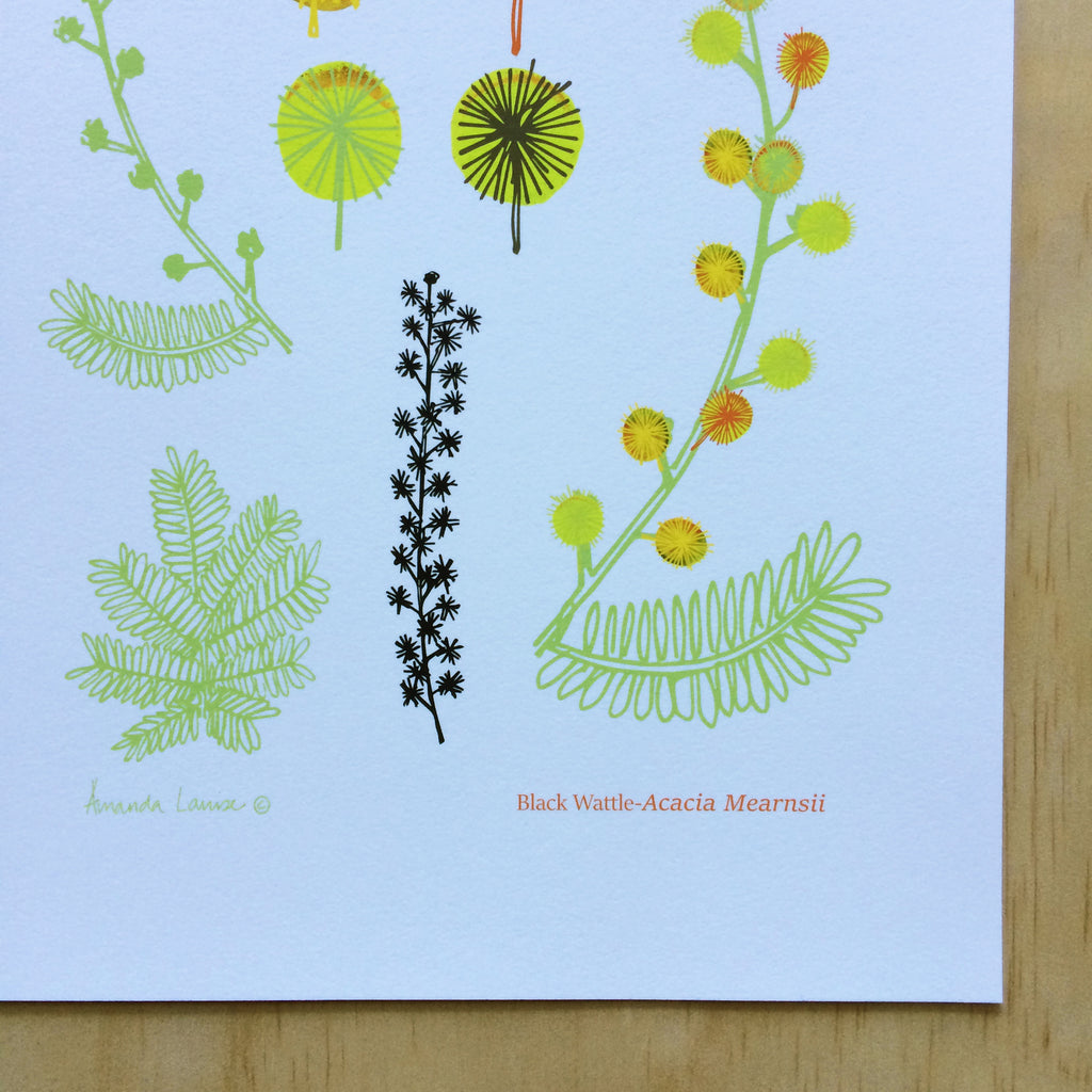 Botanical Wattle Print A4