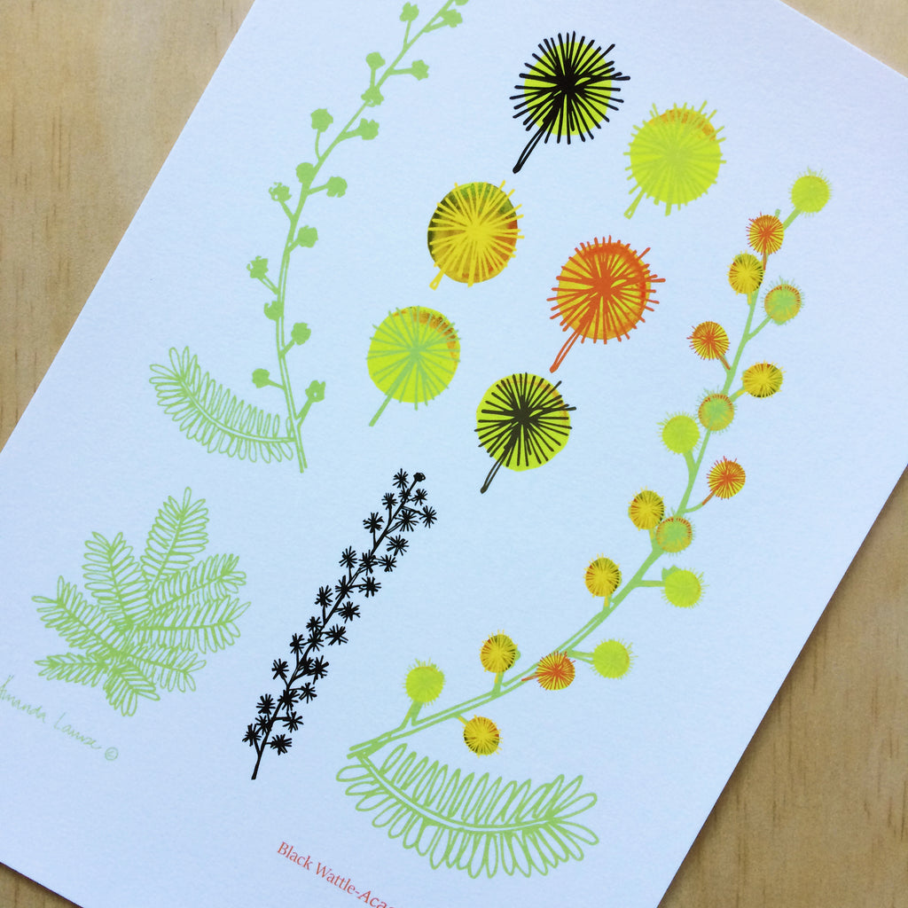 Botanical Wattle Print A4