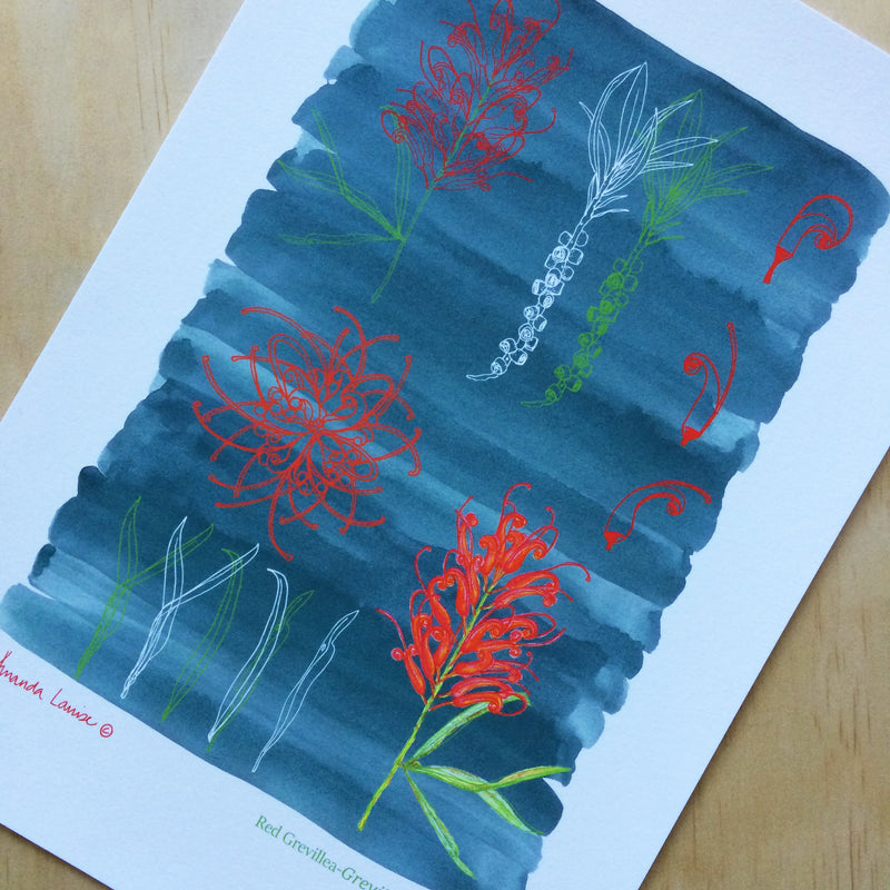 Red Grevillea Print A4