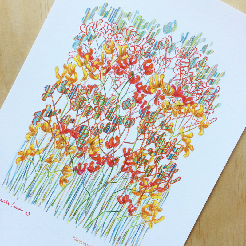 Botanical Kangaroo Paw Print A4