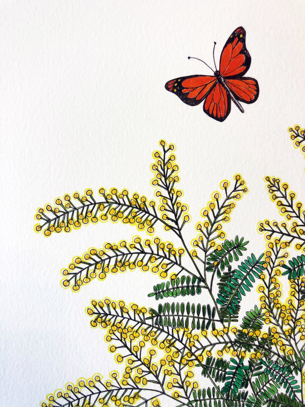 New! Wattle Bottle Print